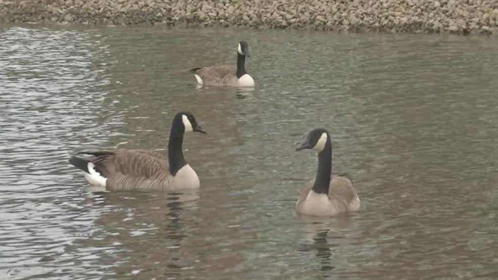 Good for the goose and gander How to safely remove geese from