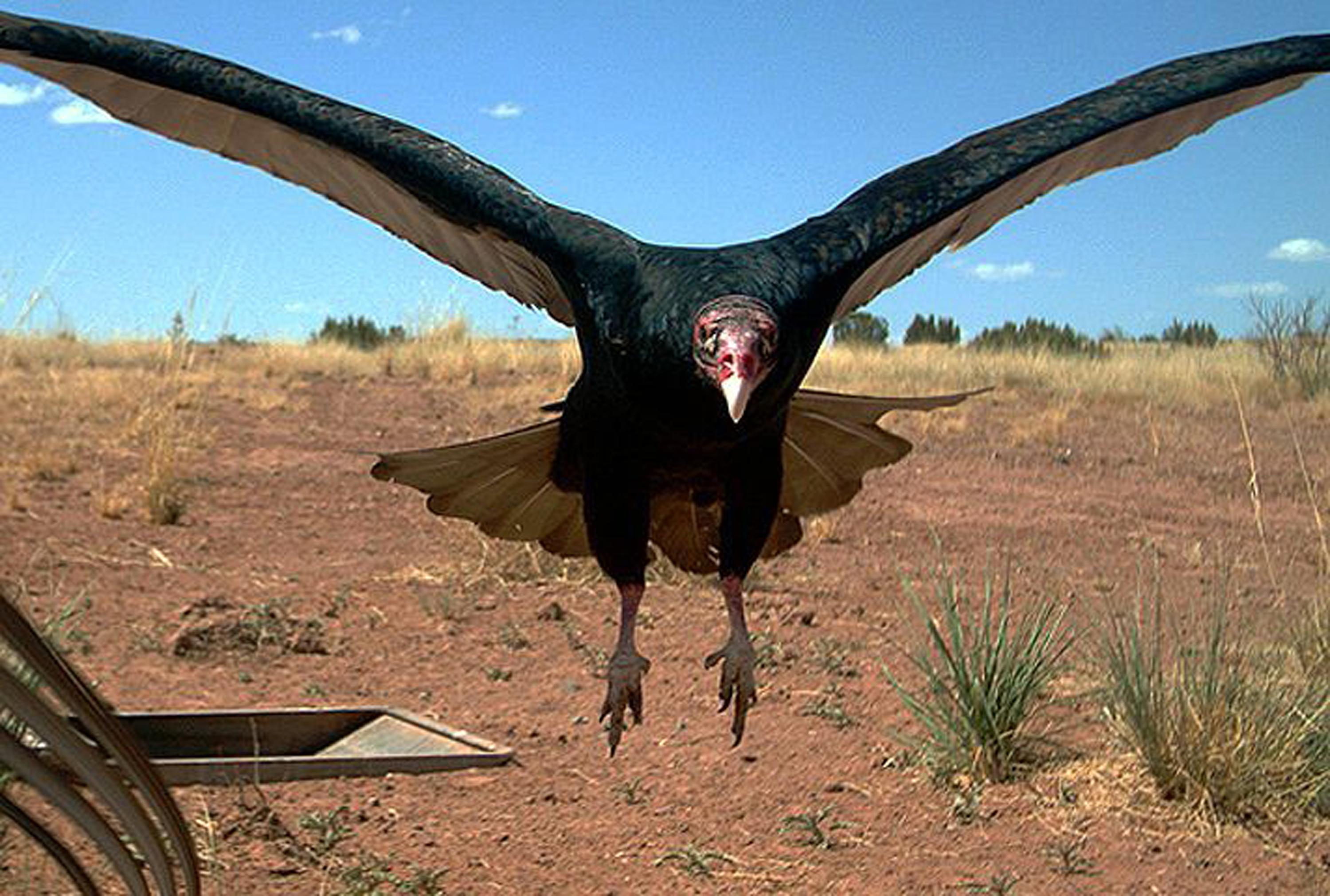 Motion-activated cameras capture animals being wild, weird | WSYX