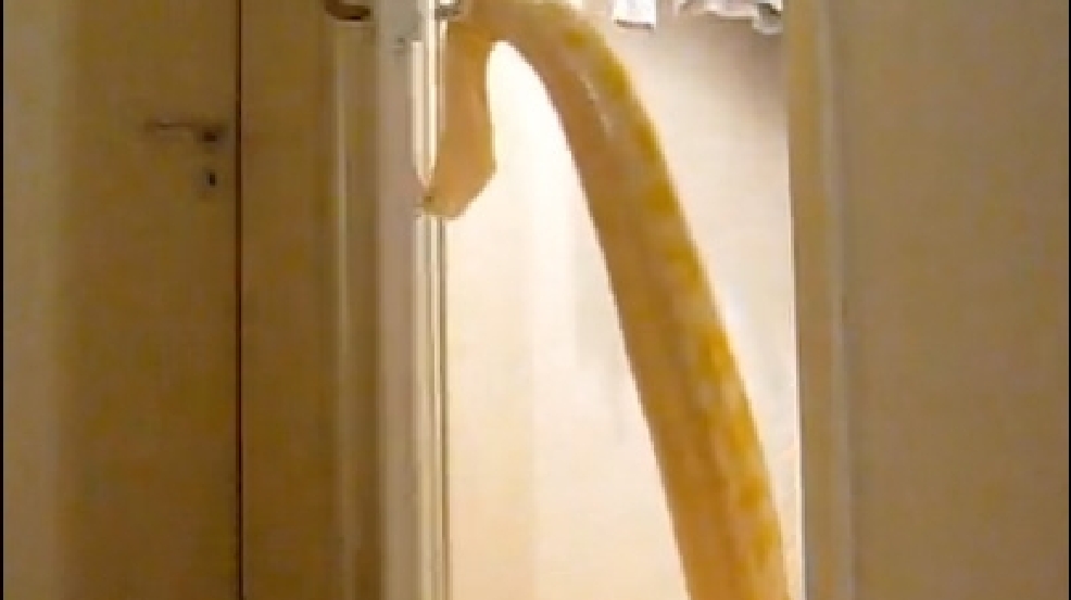 130619_snake_doors.jpg