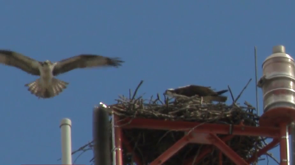 Osprey return to rebuild nest on ABC6/FOX28 news tower