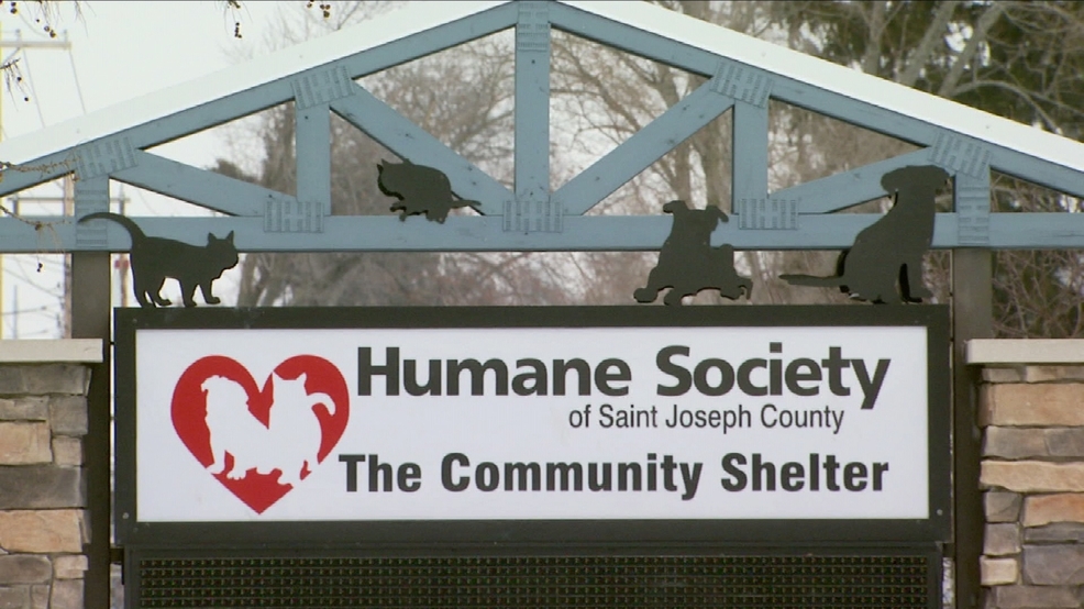 Está lloviendo gatos y perros en la Sociedad protectora de animales de San José del Condado - WSBT-TV 1 Está lloviendo gatos y perros en la Sociedad protectora de animales de San José del Condado - WSBT-TV 1