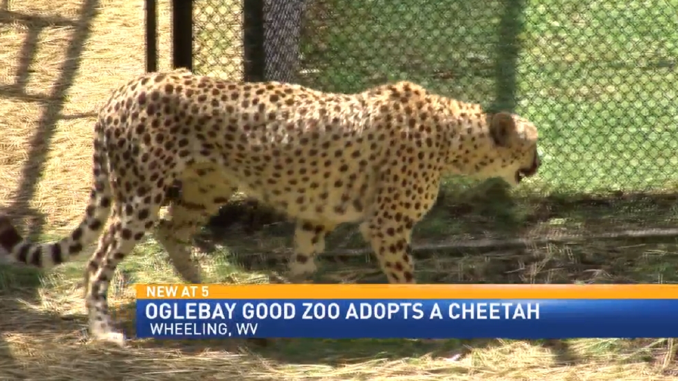 Oglebay Zoo new cheetah WTOV