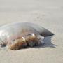 65 jellyfish stings treated in one day at Charleston beaches