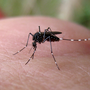 Austin Health Department begins mosquito collection, surveillance
