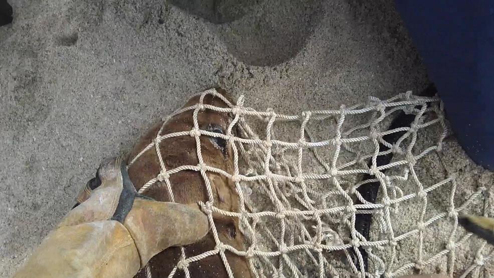 Seaworld rescue team rescues a sea lion sea lion rescue.jpg