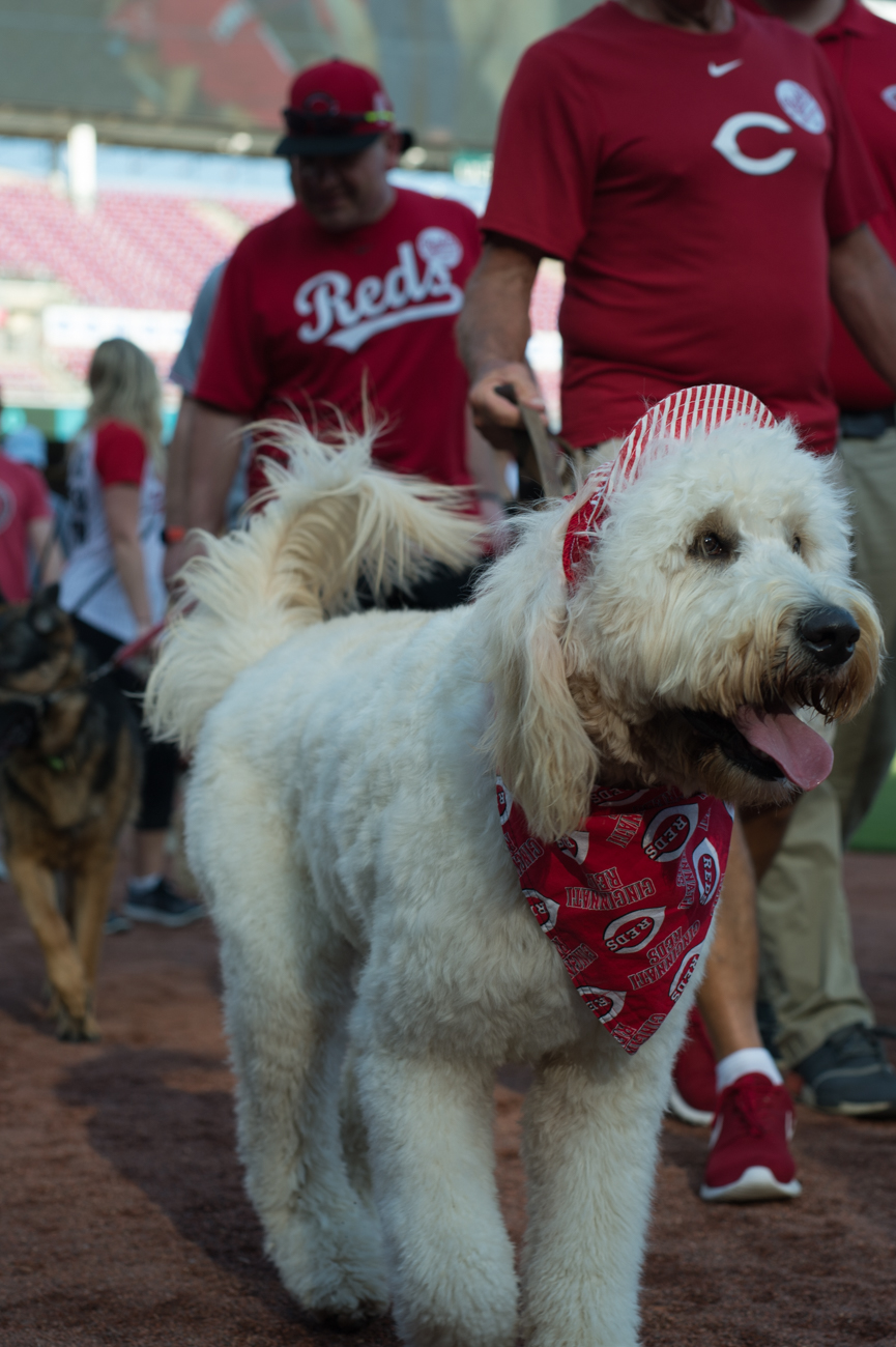 Photos From The Reds’ First Bark In The Park (5.8.18) Cincinnati Refined