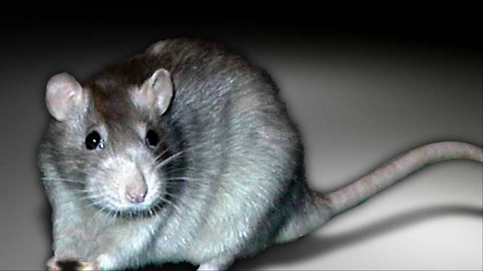 DC faces growing rat infestation problem due to trash increase from