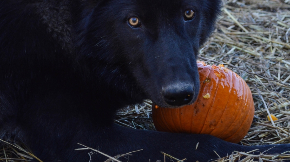 Learn How To Play With Wolves At This Indiana Wolf Sanctuary