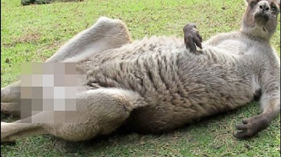 130829_censored_kangaroo.jpg