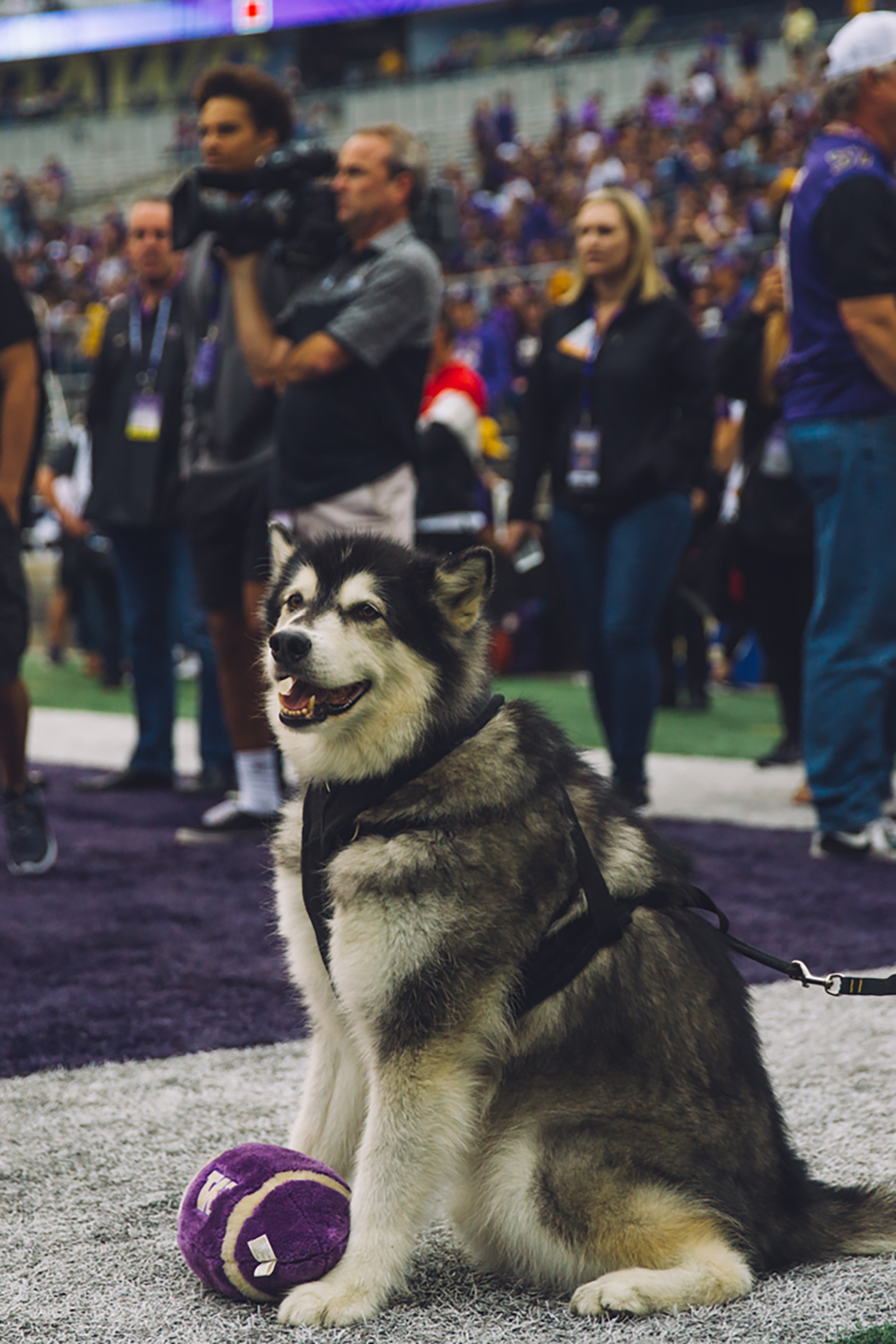 Photos: Remembering Dubs, the goodest retired UW mascot | Seattle Refined