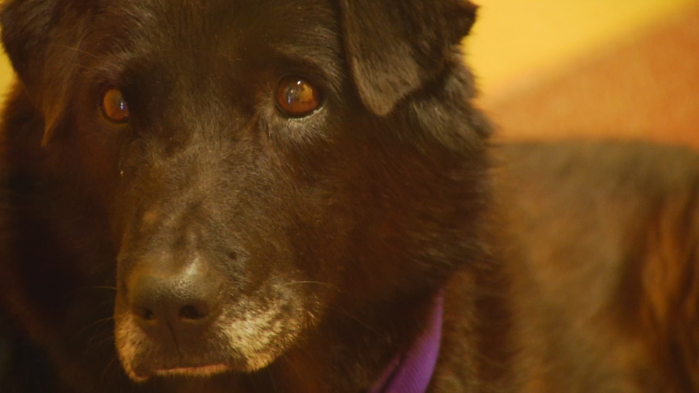 Los perros mayores en Asheville, de la Sociedad protectora de conseguir un aumento de la concesión de WLOS 1 Los perros mayores en Asheville, de la Sociedad protectora de conseguir un aumento de la concesión de WLOS 1