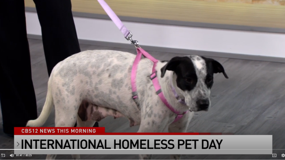 tri county humane society find a dog