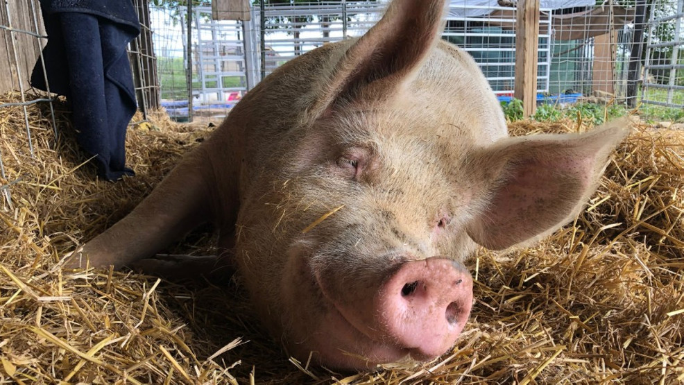 In Memory Of Winnie The Pig Heartland Farm Sanctuary Accepting Donations For Animal Wmsn