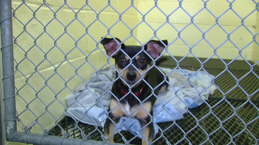 "Just One Day" at Boone County Animal Shelter WKRC