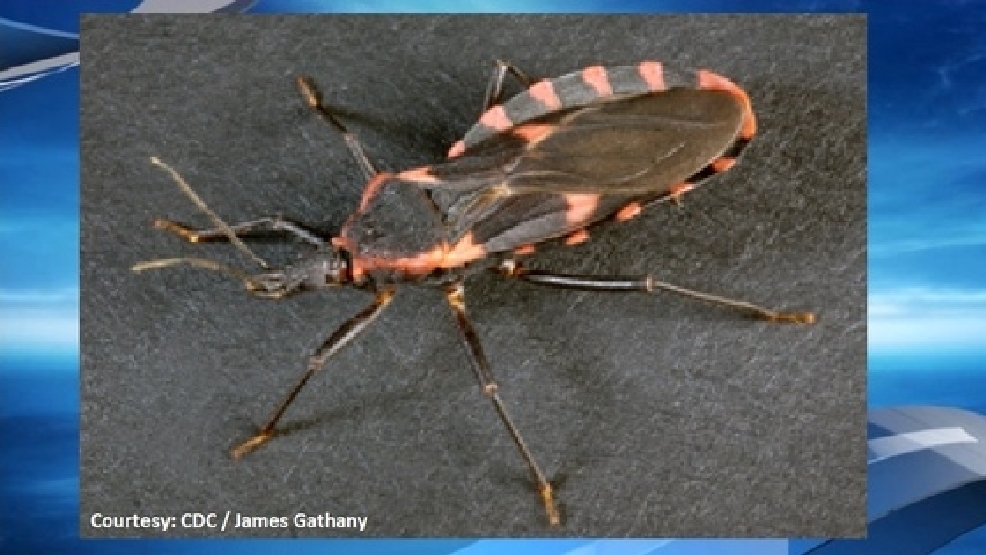 Deadly 'kissing bug' found in Pennsylvania WHP