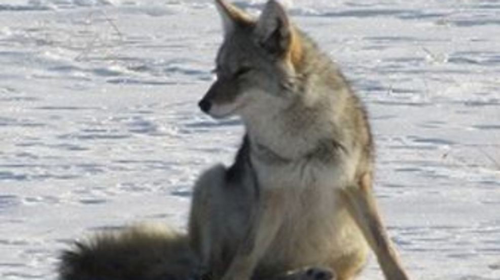 dnr-coyote-activity-on-the-rise-in-michigan-wpbn