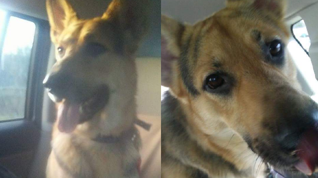 Zeus is missing from Ringgold, reward offered for his return