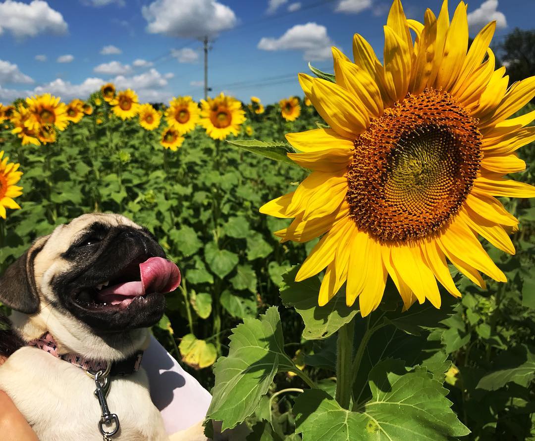 Did You Know About This Beautiful Sunflower Field In Mason