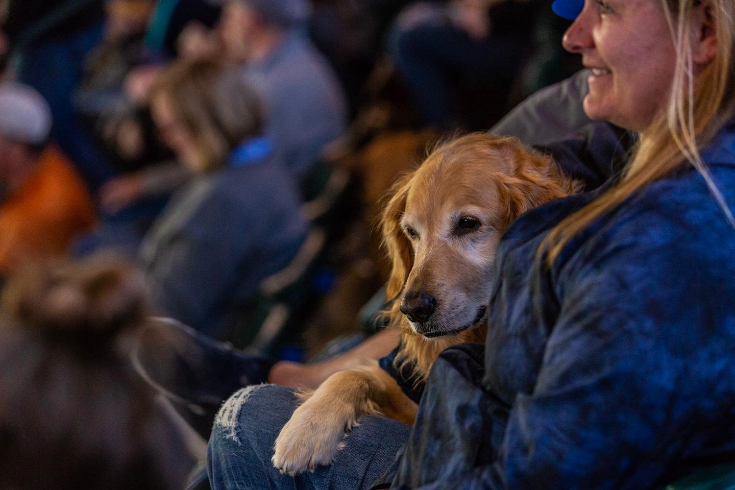 Photos Dogs steal the spotlight at Mariners' first Bark at the Park of
