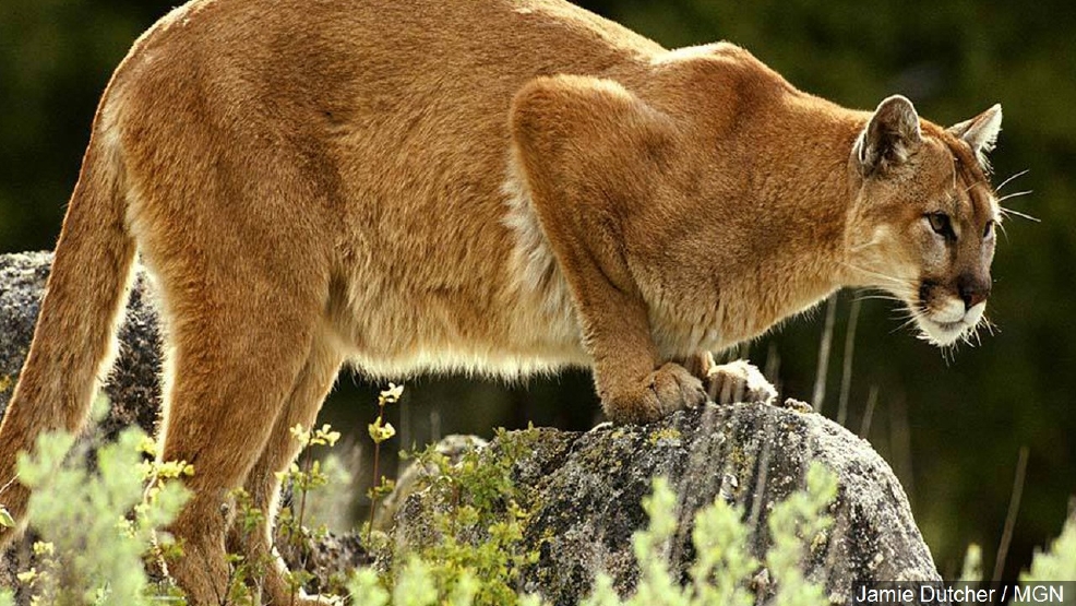 Mountain lion strolls onto Los Angeles high school campus | WNWO