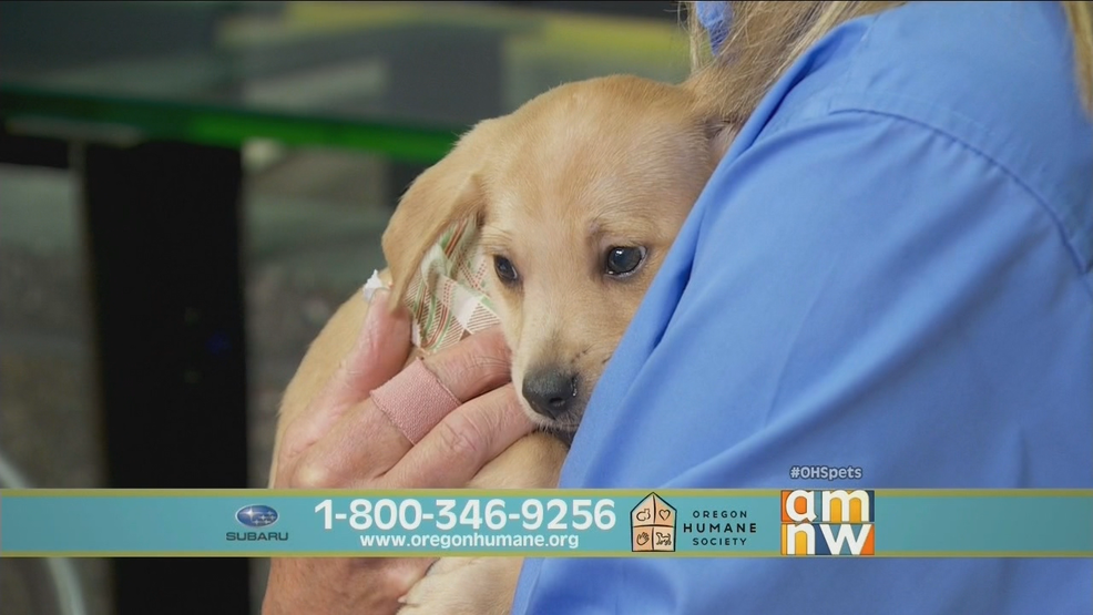 OHS Telethon.png OHS Telethon.png