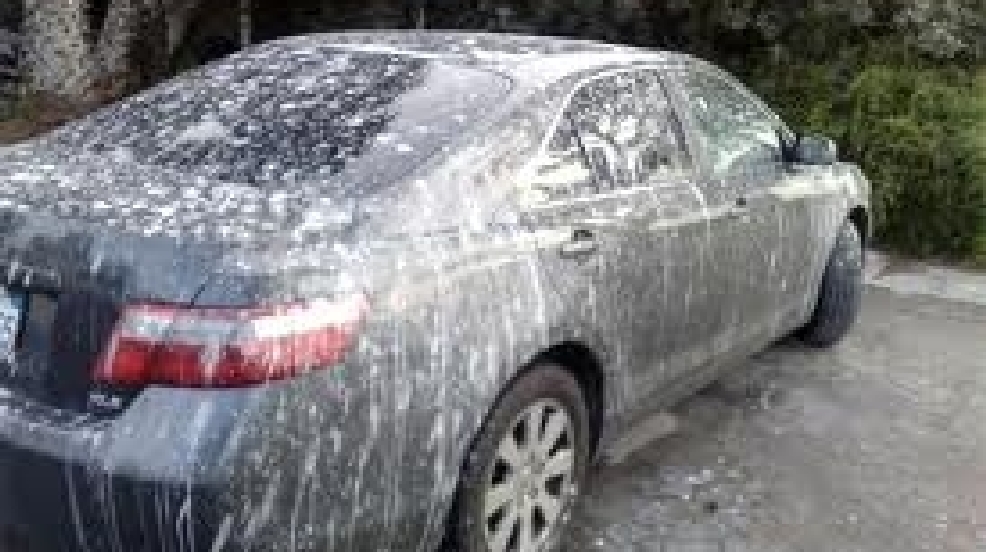 bird droppings.jpg