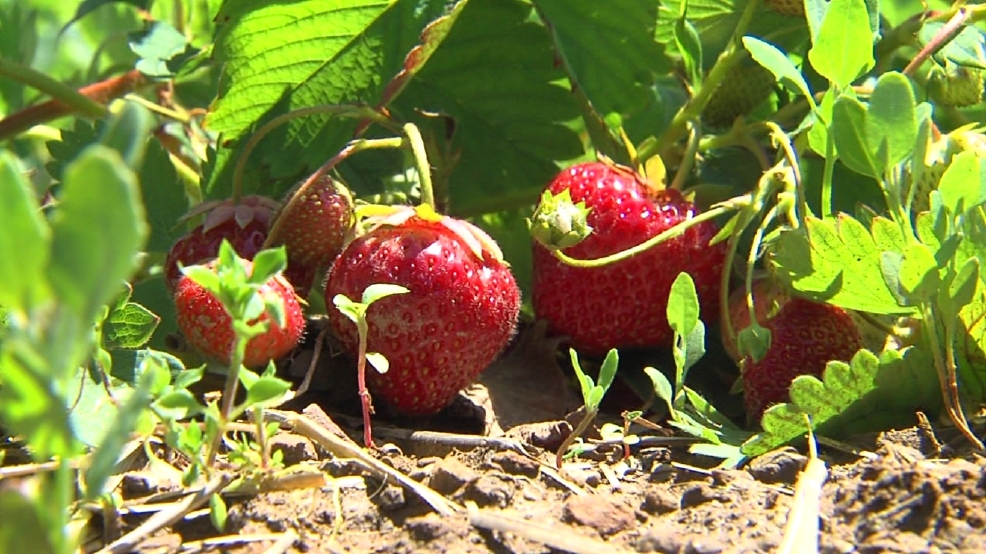 Sweet summertime strawberries growing in dry weather WHAM