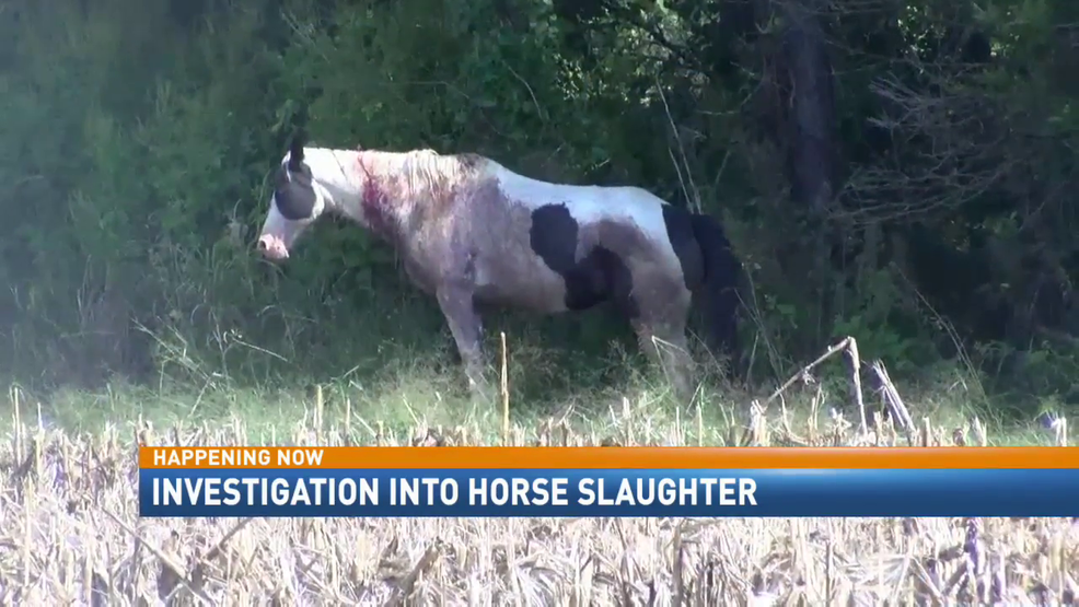 Horses found shot and killed WJTC
