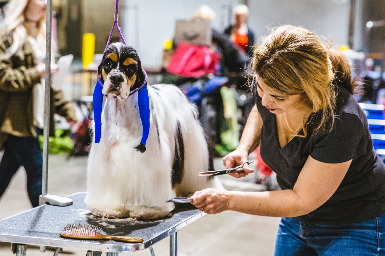 Photos Touring the Grooming Room of the Seattle Dog Show Seattle Refined