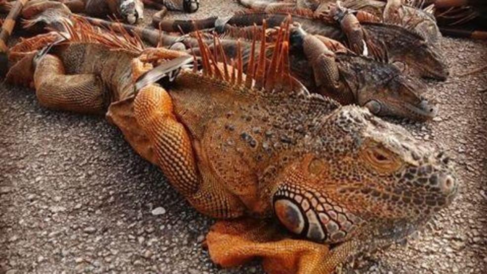 'Like chicken noodle soup' Frozen iguanas bring in money and meat WPEC