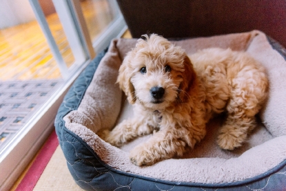 cutest goldendoodle