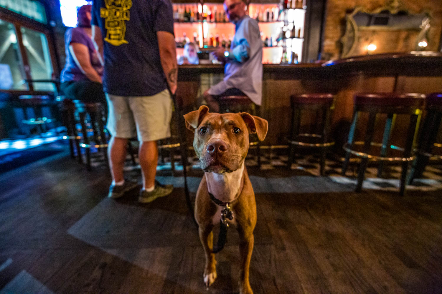 10 DogFriendly Bars That Have Us Sitting & Staying For Happy Hour
