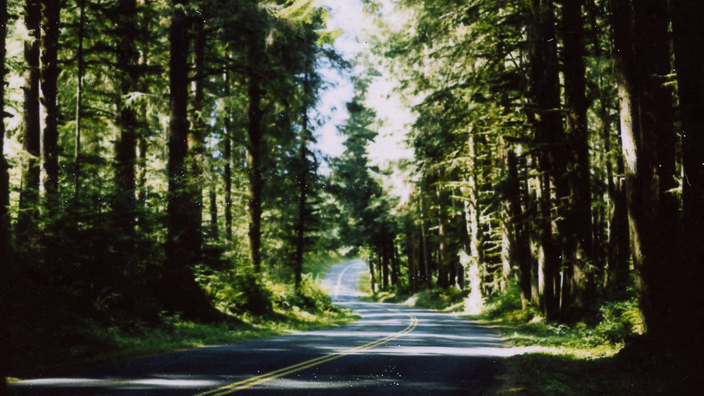 Some of the Largest Trees in the World Are in Our Backyard Seattle
