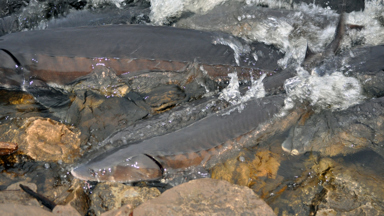 photos-sturgeon-spawning-2016-wluk