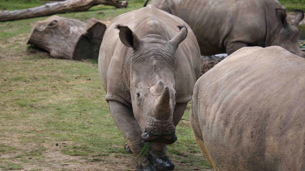 Rhino Diet In Captivity Oto - cwtoday