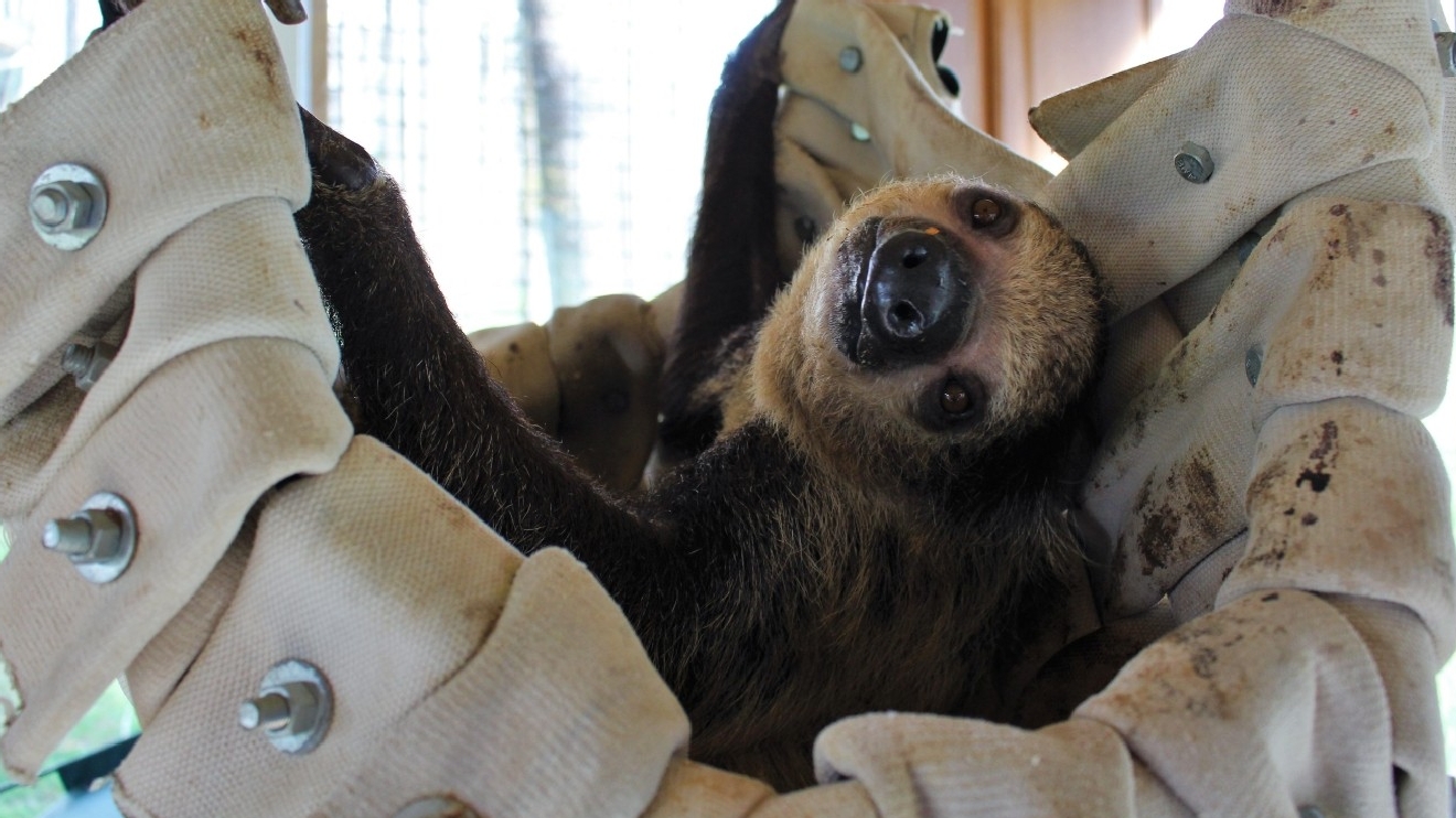 These endangered sloths have found peace deep in Oregon's forests