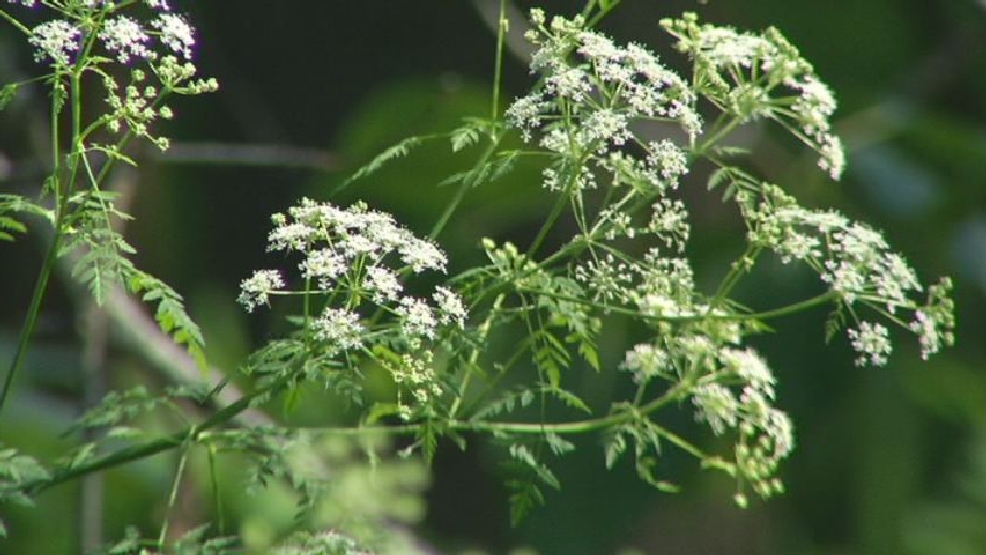 Poison Hemlock How To Spot And Control The Potentially Deadly Plant Kboi