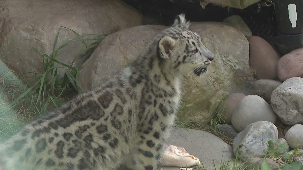 Fourmonthold snow leopard cub, Silver, makes public debut at Seneca