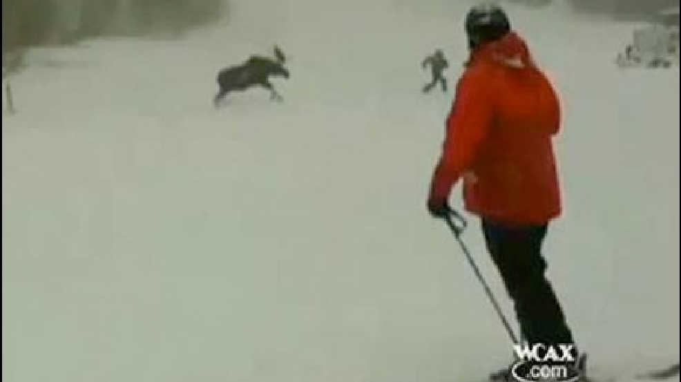 130110_moose_chase.jpg