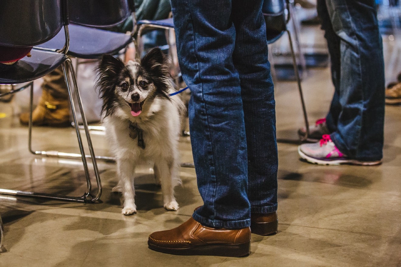 Photos The Seattle Dog Show Is Everything You Need Right Now (And More