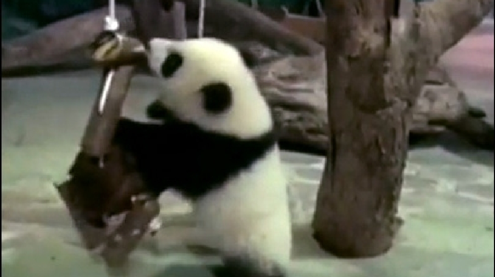 131226_panda_zoo.jpg