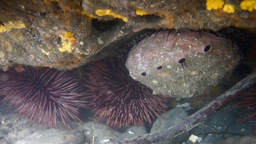 'The blob' contributes to major abalone dieoff, forces fisheries