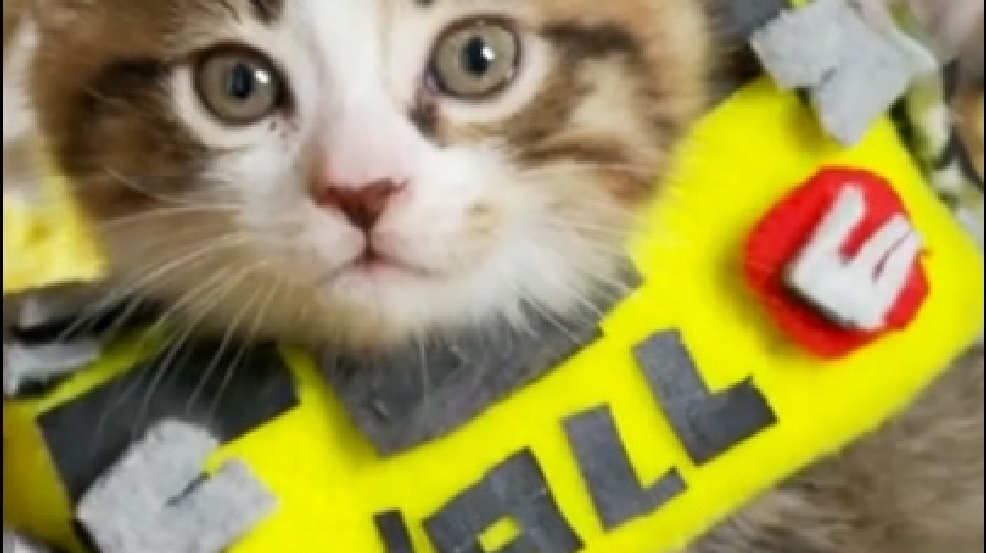 140320_wall_e_kittens.jpg