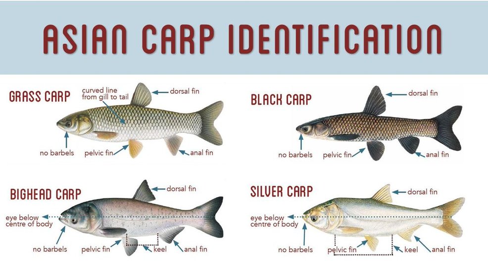 Asian carp are not the only alien invaders in Tennessee - WTVC