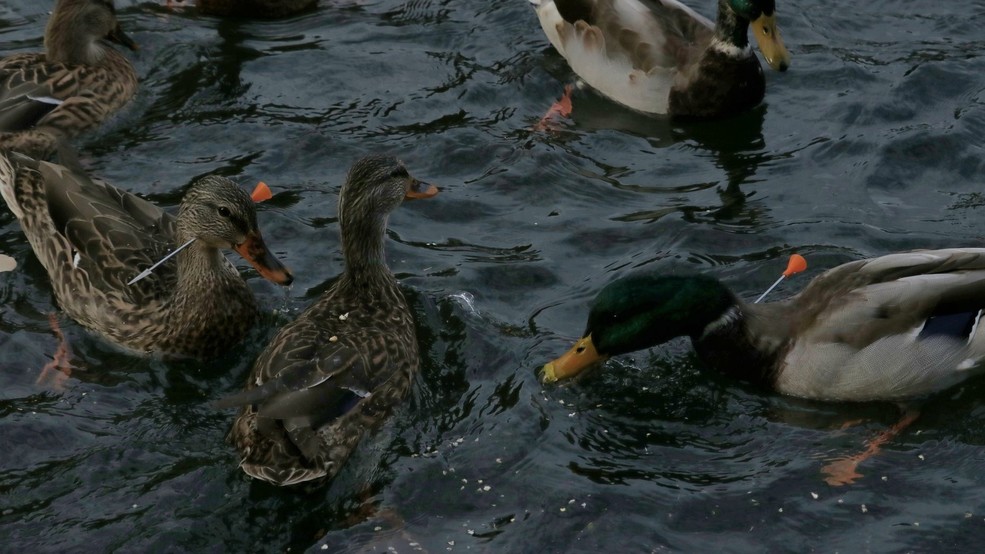 Multiple ducks found in Julia Davis Park with blow darts ...