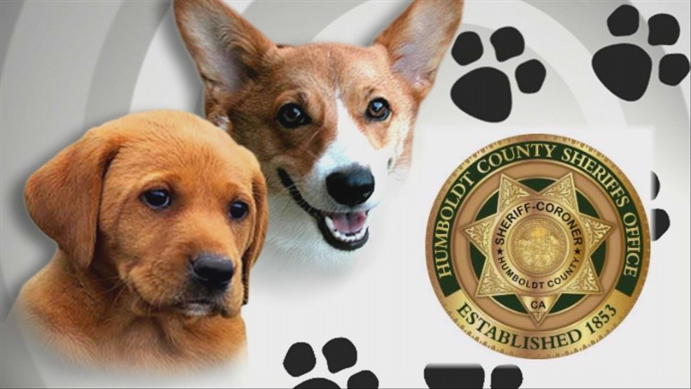 Humboldt County Sheriff S Office Explains Animal Shelter Policy Krcr